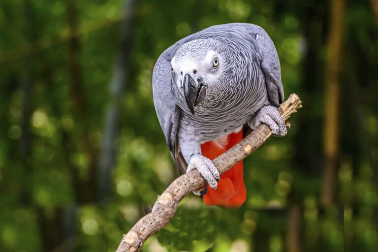Live Selling: Birds Now – Birds and Parrots for Sale and Adoption